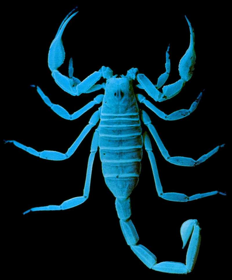 sand scorpion 2.jpg