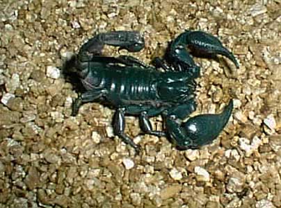 forescor-Asian Forest Scorpion-closeup.jpg
