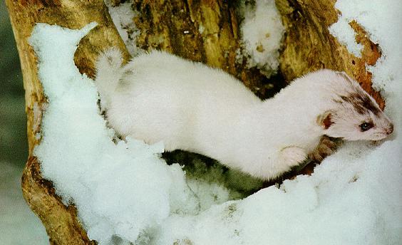 Ermine 4-out of tree hole with snow.jpg