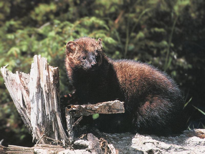 Fisher Weasel 02-sitting on log.jpg