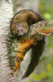 Fisher Weasel On Tree.jpg
