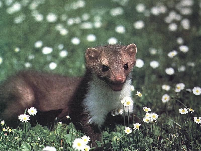 Ds-Animal 006 - Furet-Least Weasel-with wild flowers.jpg