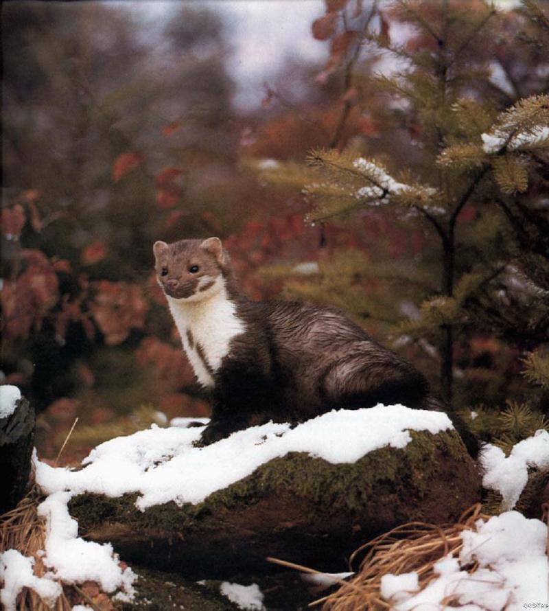 Mouse Weasel-On Snow Rock-steinmar.jpg