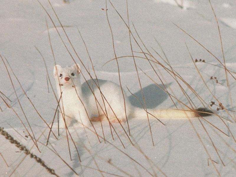Long-tailed Weasel 06-White Fur-On Snow.jpg