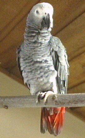 African Gray Parrot-jake1.jpg