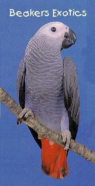 Congo African Gray Parrot 4.jpg