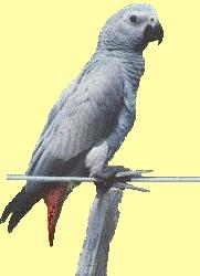Congo African Gray Parrot 5.jpg