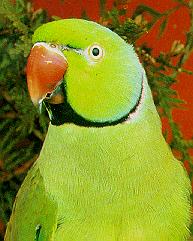 Indian Ringneck Parakeet closeup-rosrngnk.jpg