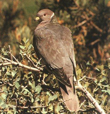 Band-tailed Pigeon 00.jpg