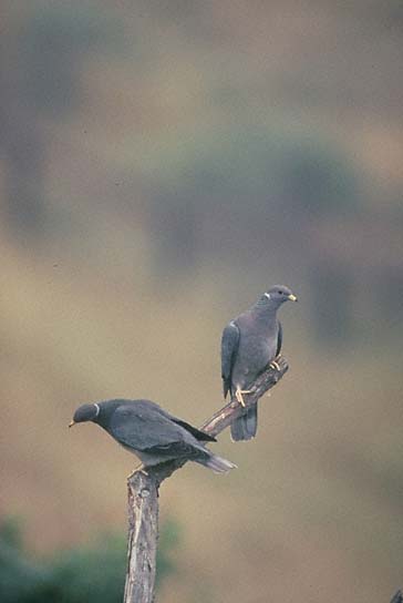 band-tailed pigeon pair.jpg