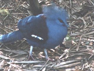 bird108-Blue Crowned Pigeon-Walks on the forest ground.jpg