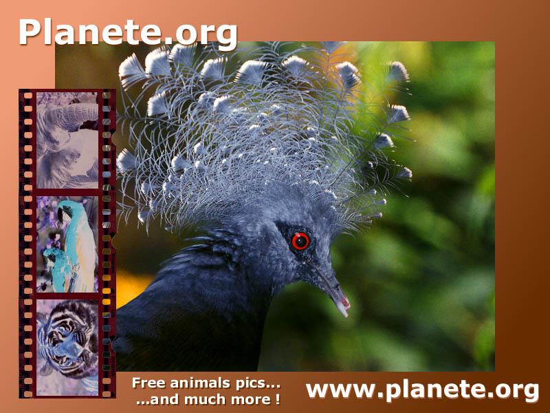 ngp-planete.org-goura-Blue Crowned Pigeon-face closeup.jpg