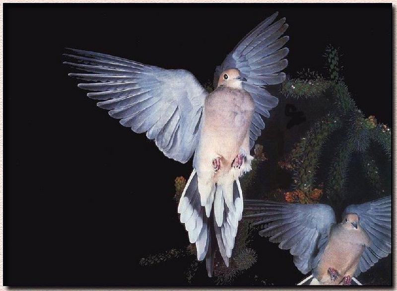 Mourning Dove 02-Starting the Flight.jpg