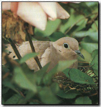 Mourning Dove 03-On Nest-Hidden by leaves.jpg