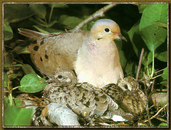 Mourning Dove 04-Mom Nursing Chicks-In Nest.jpg