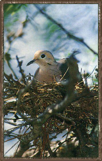 Mourning Dove 06-Sitting-In Nest.jpg