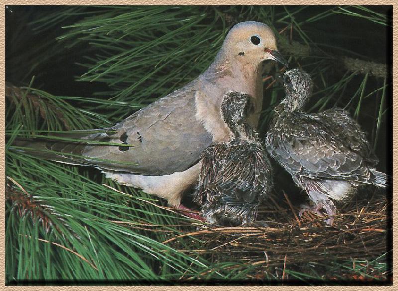 Mourning Dove 07-Mom Nursing Young Chicks.jpg