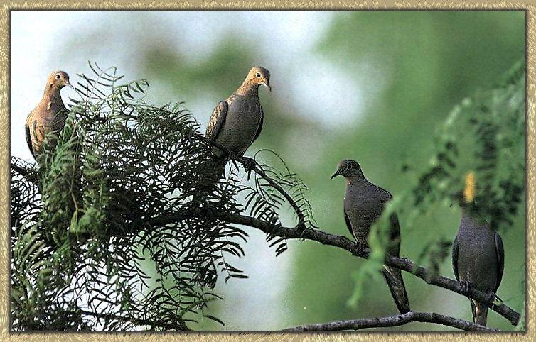 Mourning Dove 09-Adults On Branch.jpg