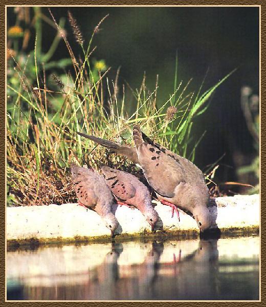 Mourning Dove 12-with 2 Common Ground Doves-drinking water.jpg