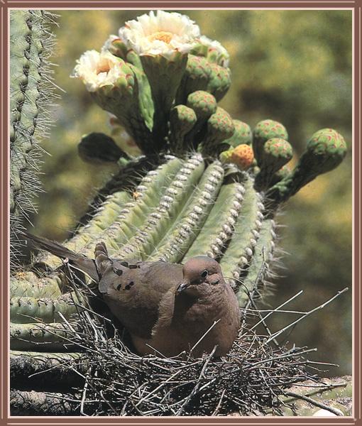 Mourning Dove 13-In Nest-Cactus Flowers.jpg