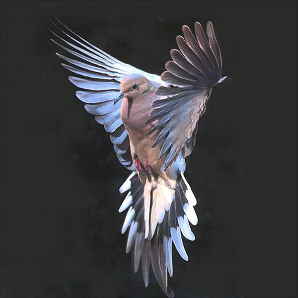Mourning Dove 1-starts flight.jpg