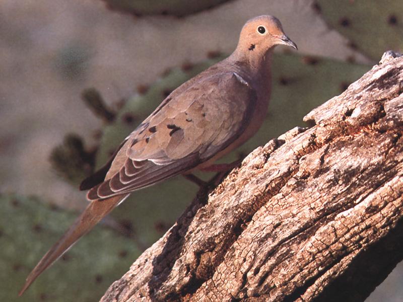 Mourning Dove 2-Sitting on old trunk.jpg