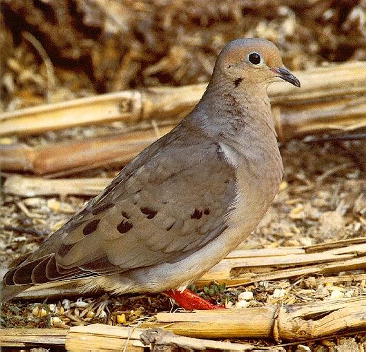 pigeon-Mourning Dove 1.jpg