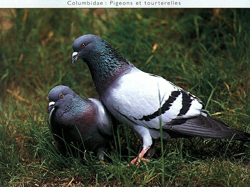 Ds-Oiseau 001-Rock Doves-pair on grass.jpg