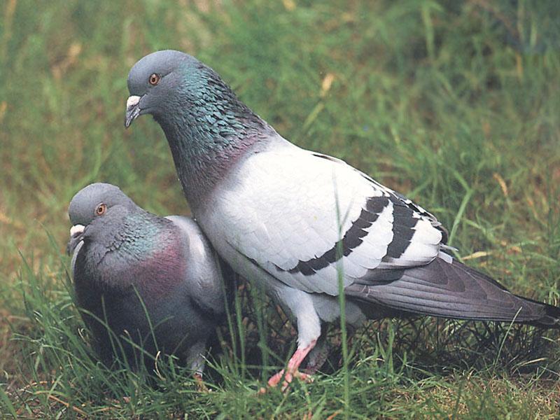 Rock Dove-Pair-Sitting on grassfield.jpg