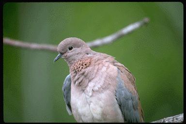 Dp13 072-Senegal dove-closeup.jpg
