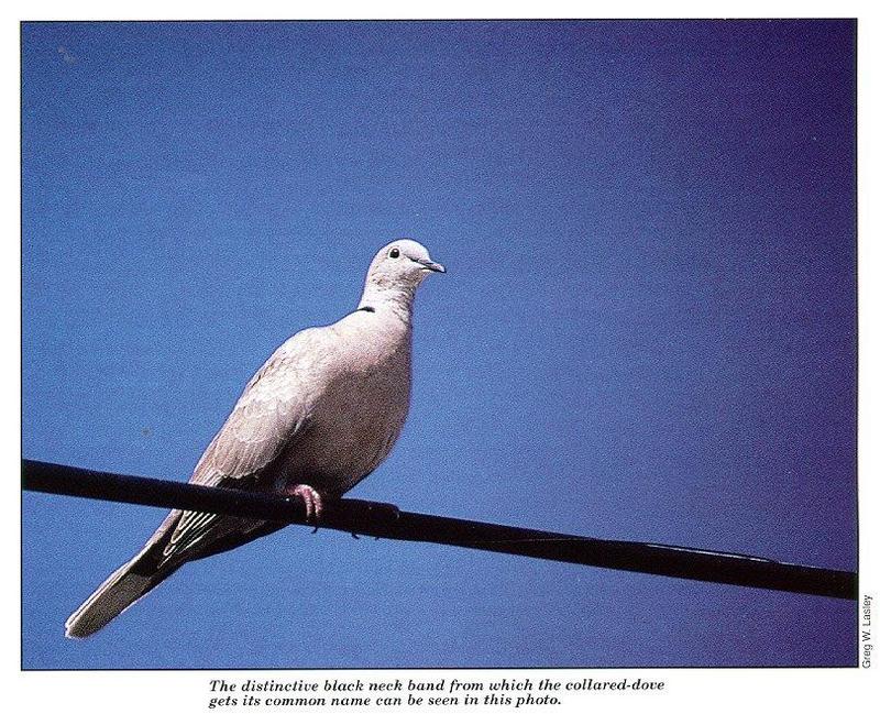 arwl303-Collared dove.jpg