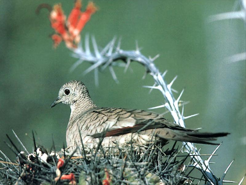 Inca Dove-Sitting on cactus nest.jpg