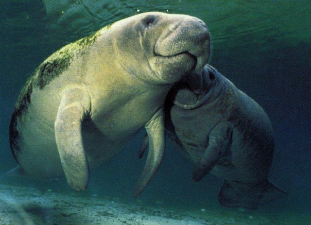 Manatees-Mom and young.jpg