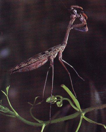 Insect-Praying Mantis.jpg