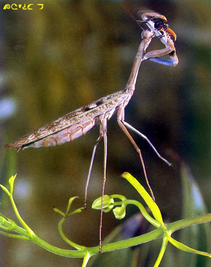 Praying Mantis-hunted a prey.jpg