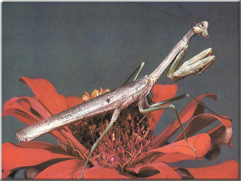 Praying Mantis 02-Standing on red flower.JPG