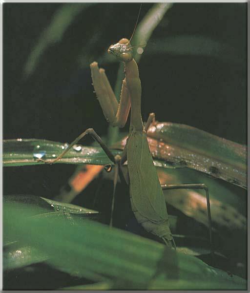 Praying Mantis Female 01-On Leaves.JPG