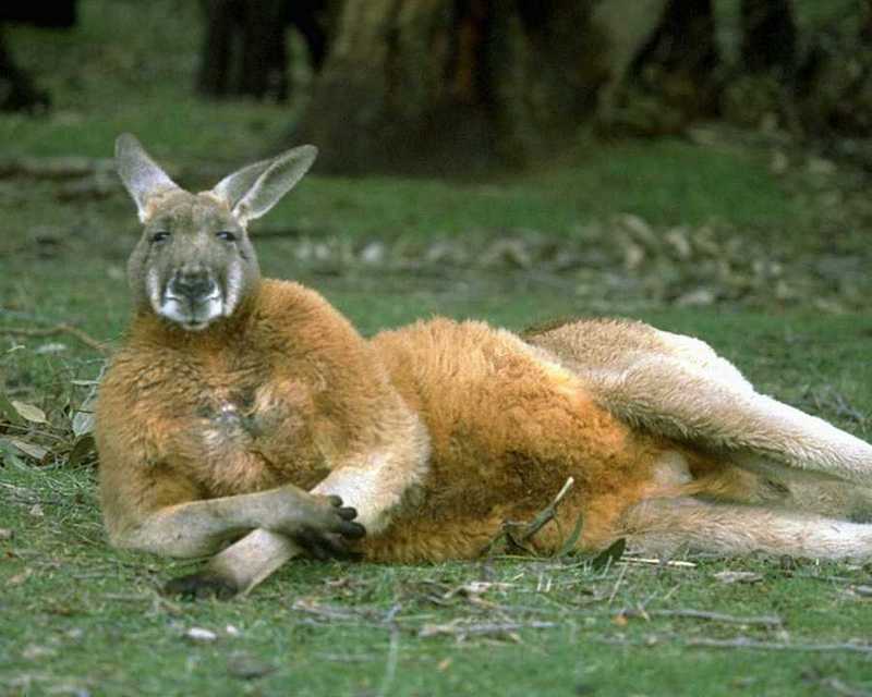 animalwild006-Kangaroo-Full Relaxing-On Grass.jpg