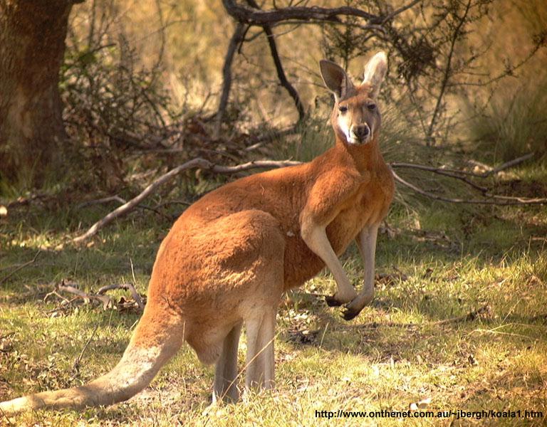 Kangaroo Gazing 01.jpg