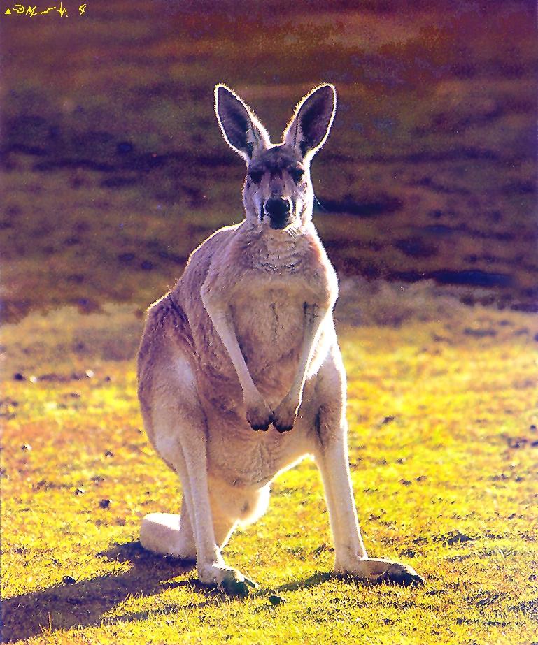Red Kangaroo-standing on grass.jpg