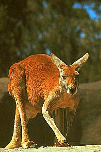 SDZ 0282-Red Kangaroo.jpg