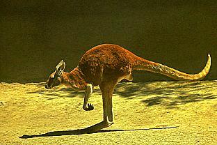 SDZ 0283-Red Kangaroo runs.jpg