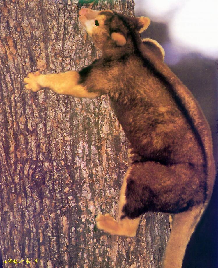 Tree Kangaroo-climbing tree.jpg