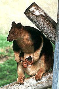 SDZ 0145-Bennett\'s Tree Kangaroos-mom and baby.jpg