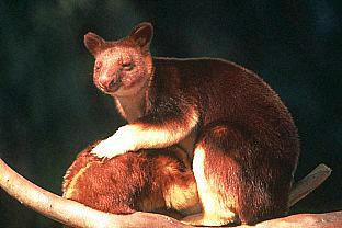 SDZ 0161-Bennett\'s Tree Kangaroos mom nursing baby.jpg
