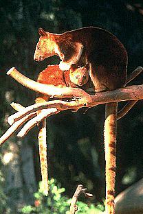 SDZ 0162-Bennett\'s Tree Kangaroos mom nursing baby.jpg