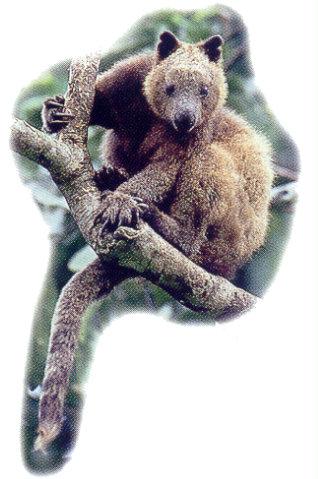lj Doria\'s Tree Kangaroo-New Guinea.jpg
