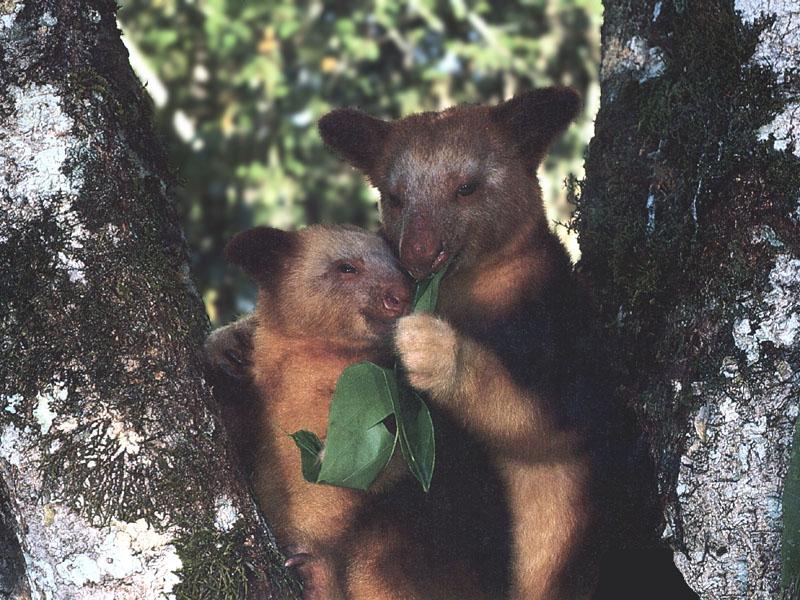 Goodfellow\'s Tree Kangaroo New Guinea-Mom and baby.jpg