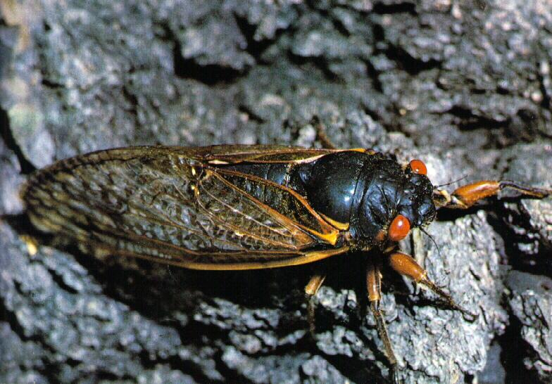 acbi9911-American Periodical Cicada.jpg