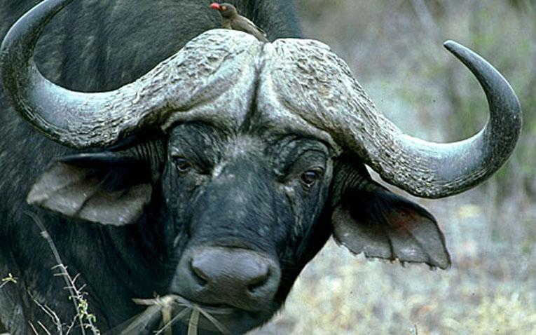 002-Cape Buffalo-and-Red-billed Oxpecker.jpg
